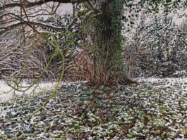 IRIS ANTONIA PRÄKELT - MALEREI