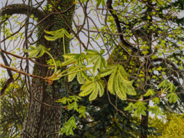 IRIS ANTONIA PRÄKELT - MALEREI